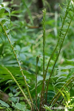 Developing fertile fronds